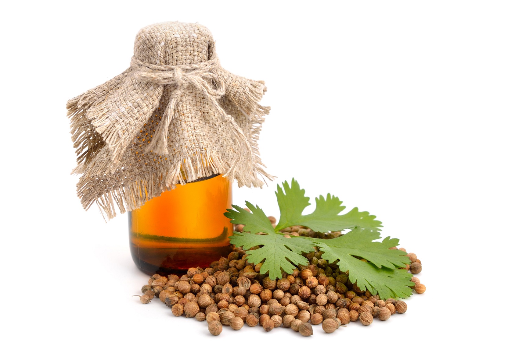 coriander oil beauty benefits. meet the best hair oils